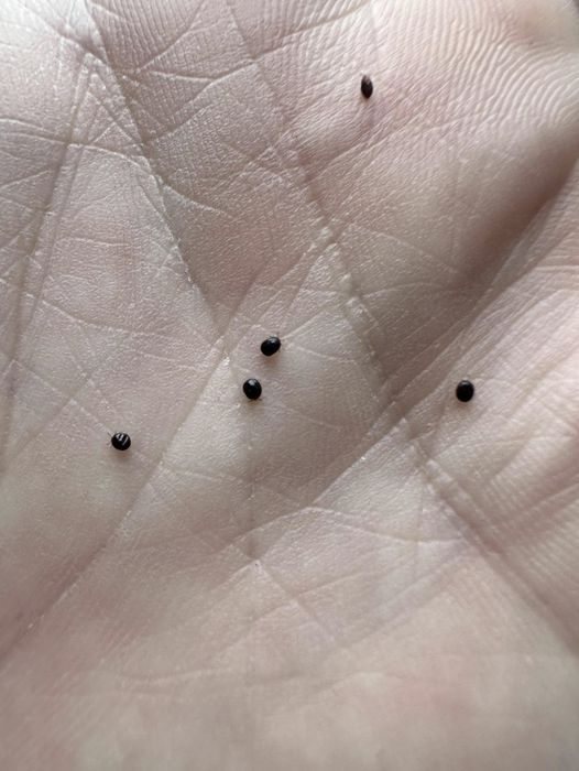 Don’t Ignore These Eggs in Your Yard – They Could Be Trouble